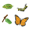 Speelfiguren Levenscyclus Monarchvlinder - Safari Ltd 4 stuks