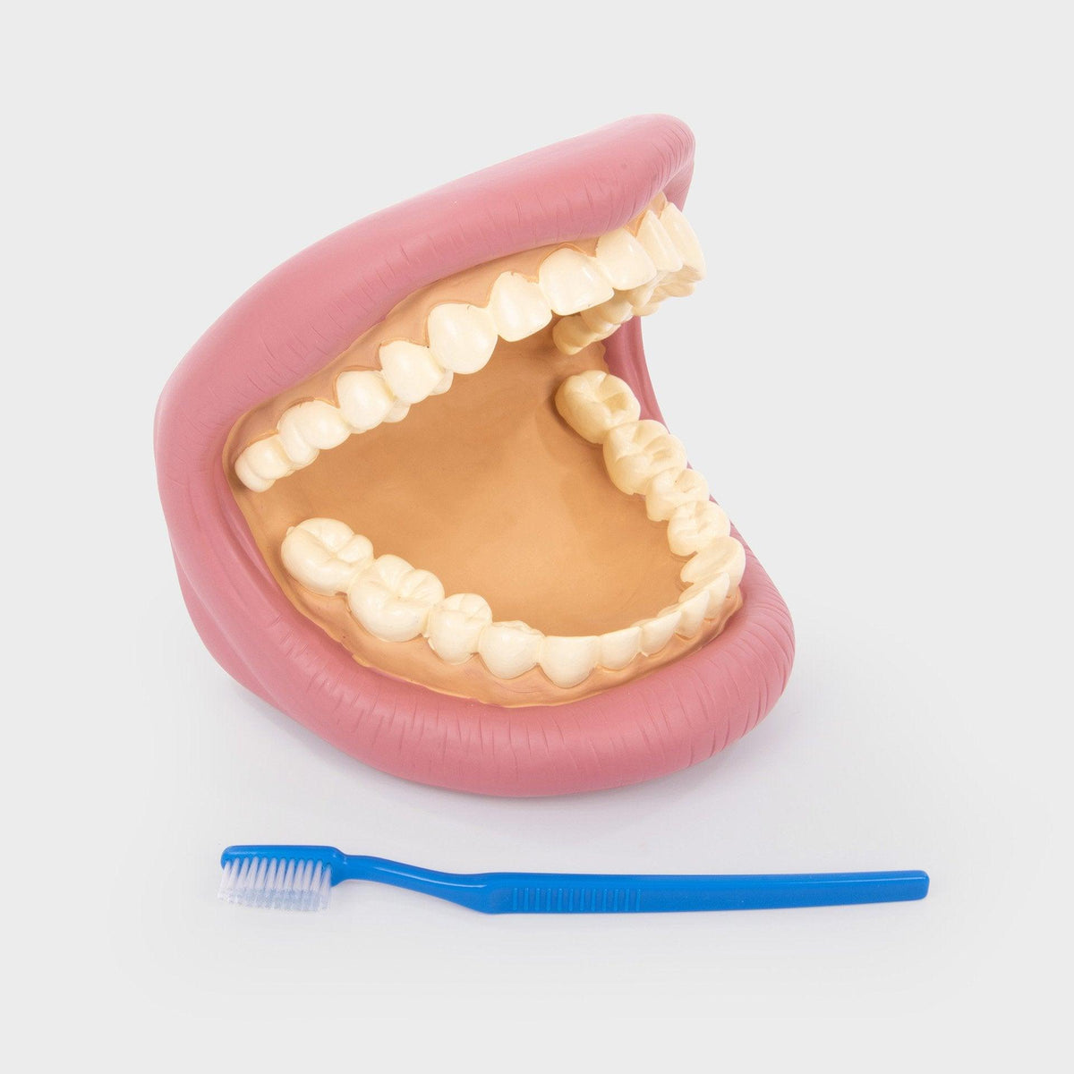TickiT Reuze Tanden Demonstratieset