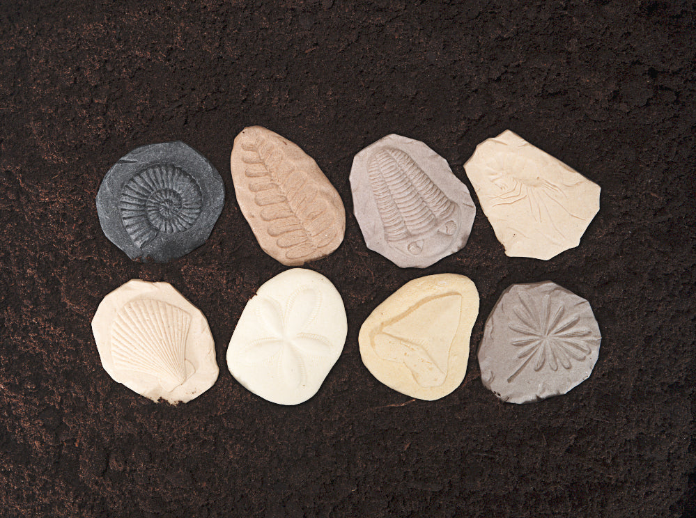 Yellow Door Stempel Stenen dubbelzijdig (8 stuks) - Fossielen