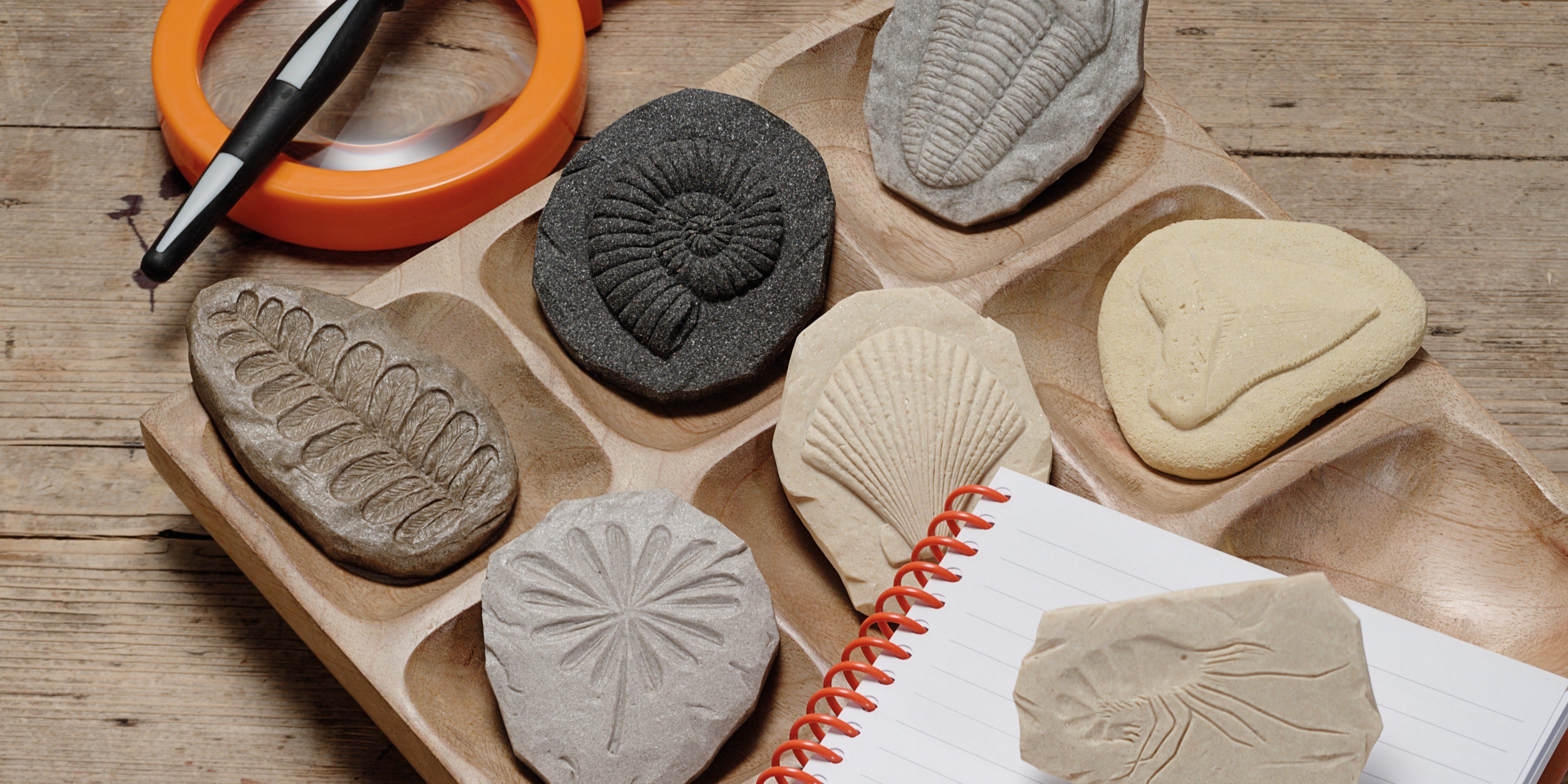 Yellow Door Stempel Stenen dubbelzijdig (8 stuks) - Fossielen