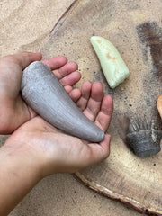 Yellow Door - Laten we het onderzoeken: prehistorische tanden