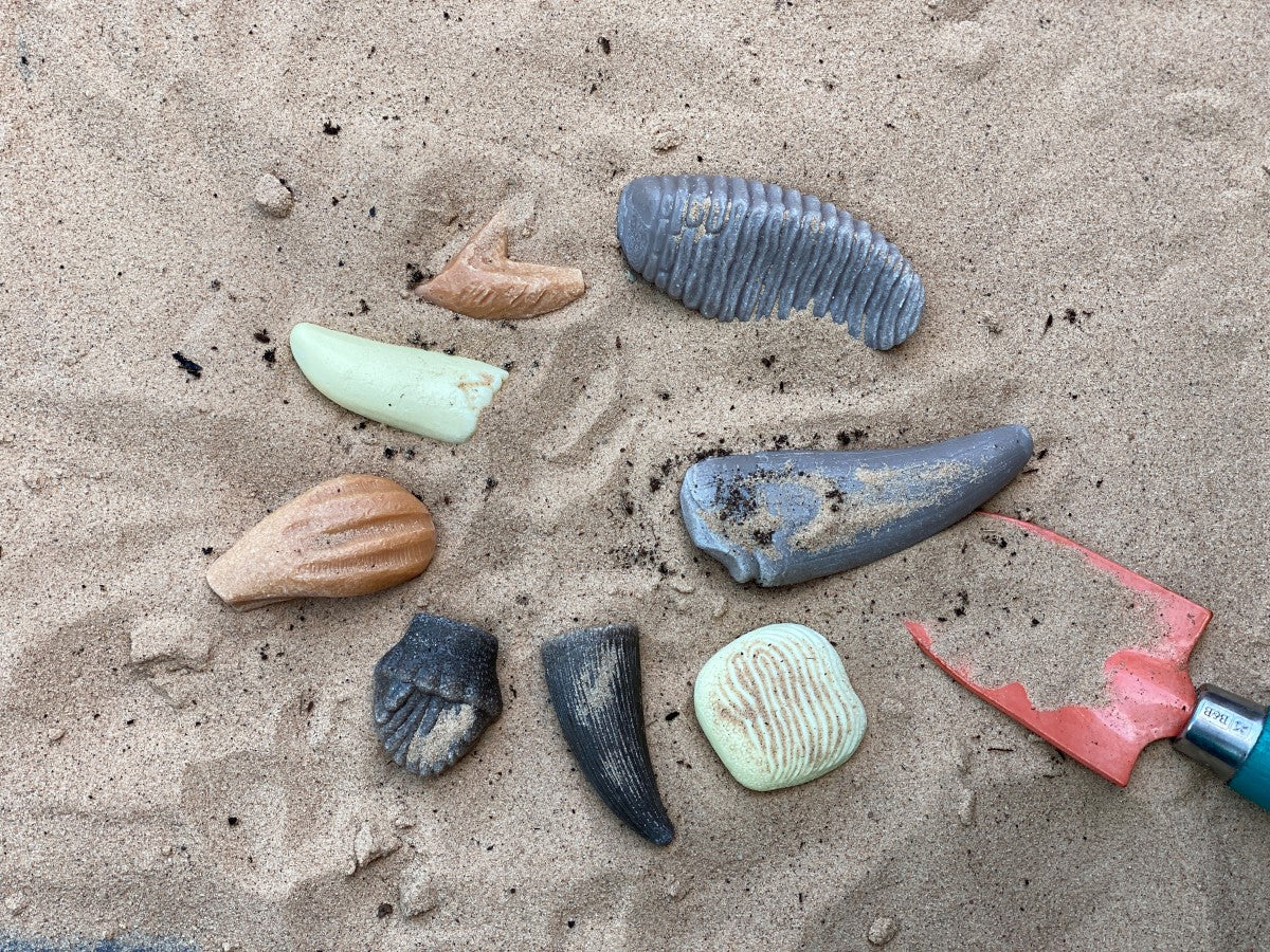 Yellow Door - Laten we het onderzoeken: prehistorische tanden