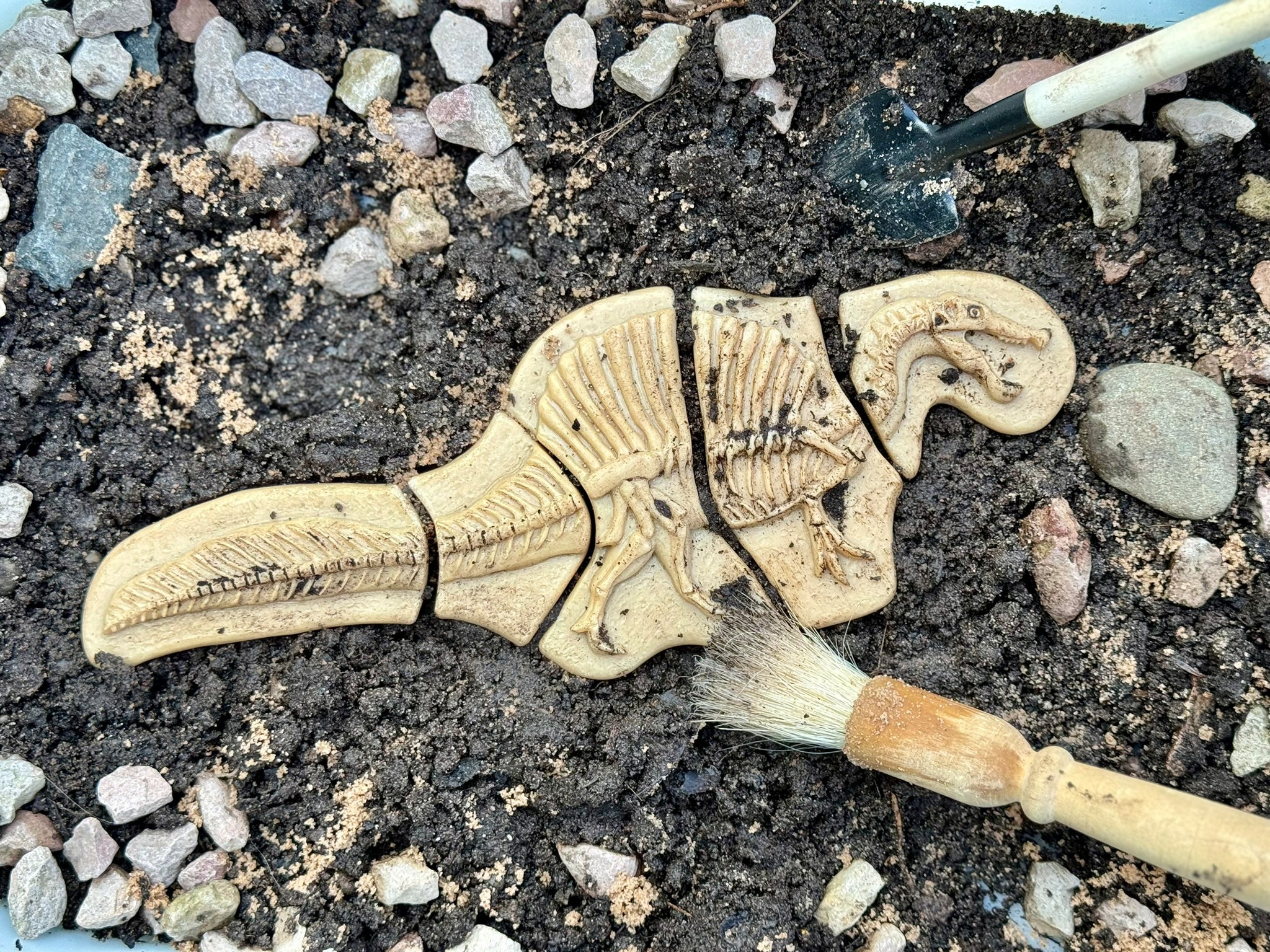 Yellow Door - Dig & Discover – Triceratops & Spinosaurus