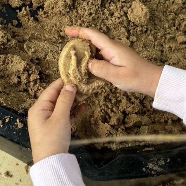 Yellow Door - Dig & Discover – Triceratops & Spinosaurus