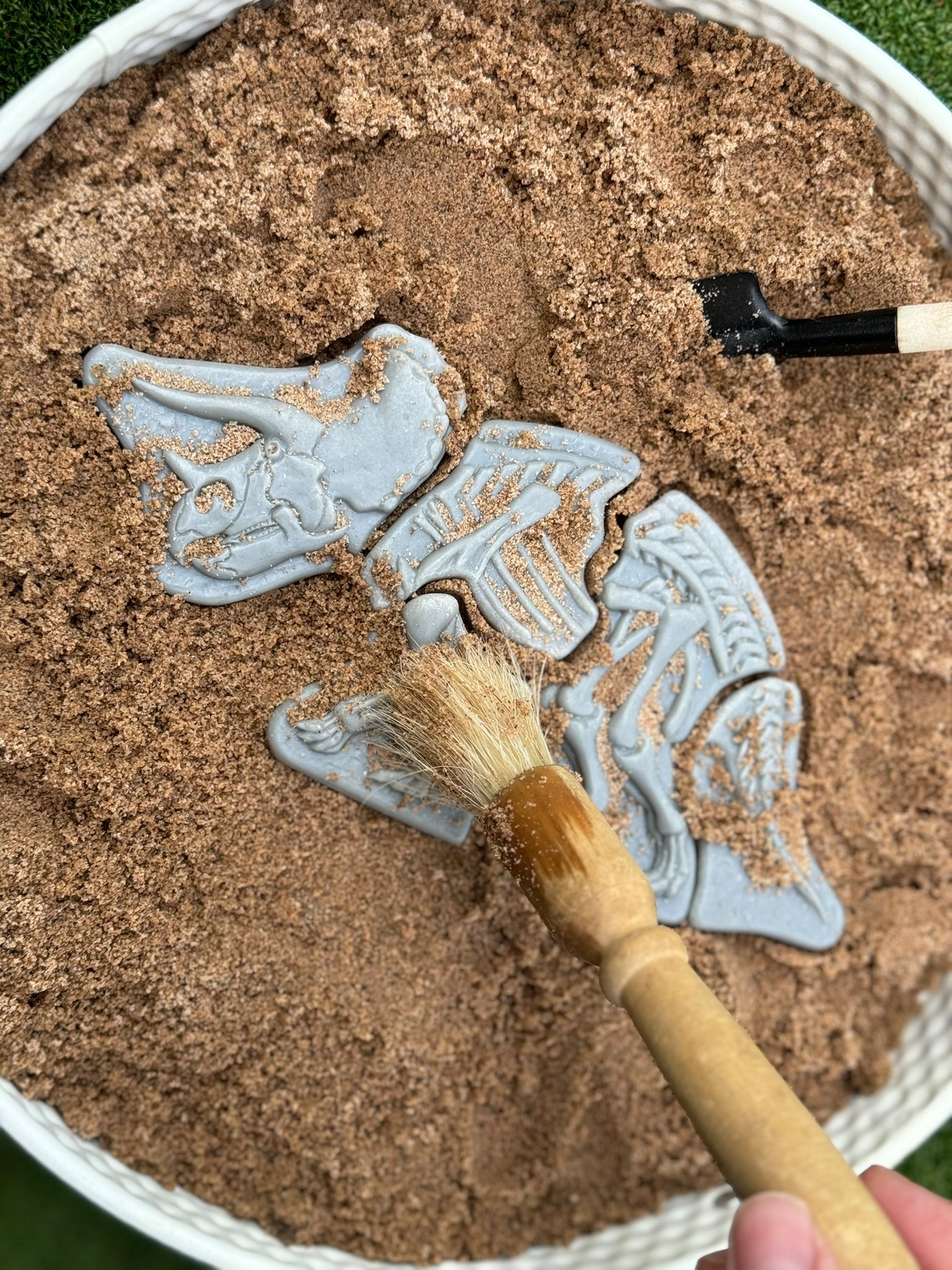 Yellow Door - Dig & Discover – Triceratops & Spinosaurus