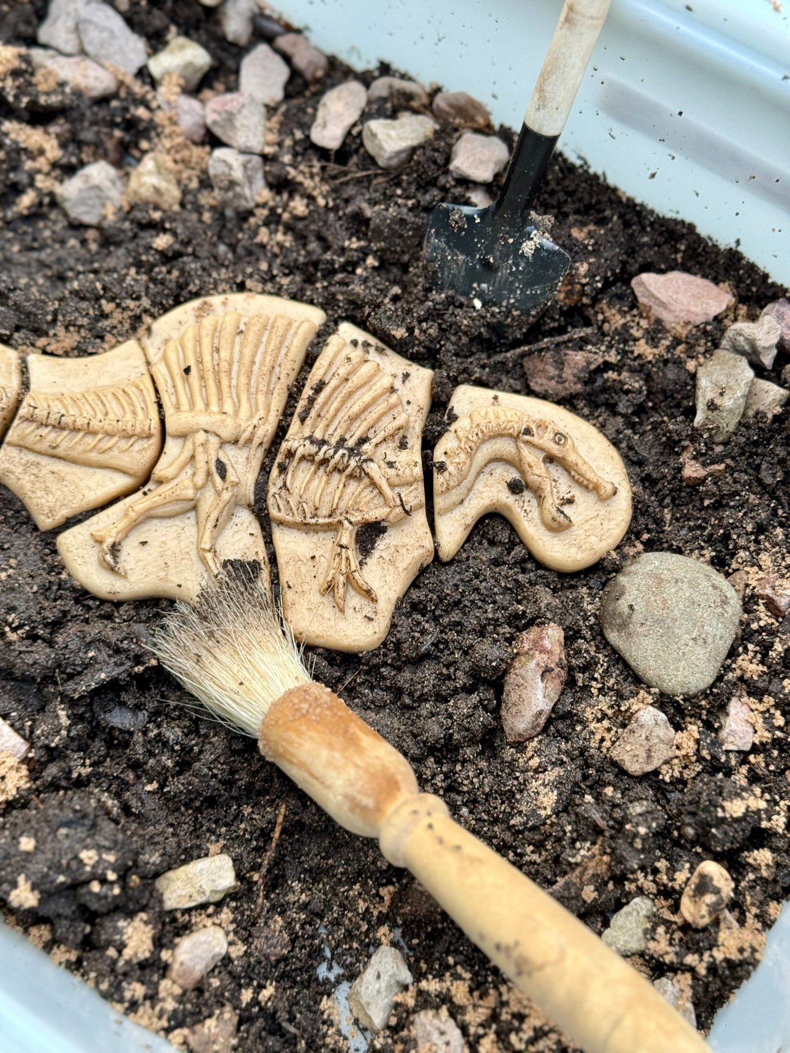 Yellow Door - Dig & Discover – Triceratops & Spinosaurus