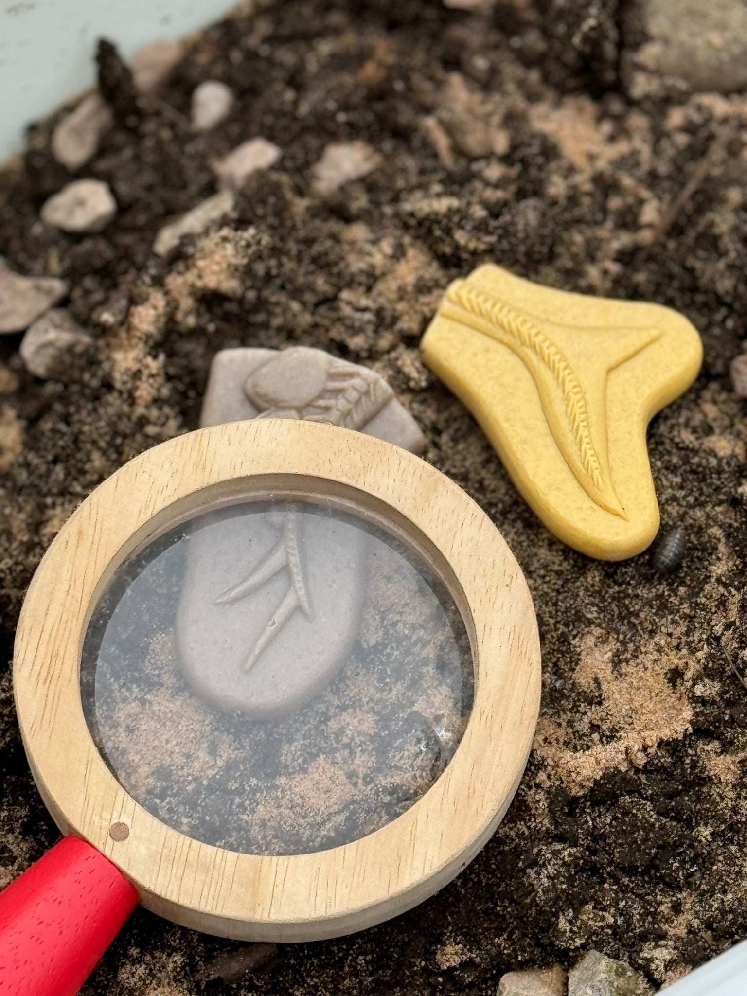 Yellow Door - Dig & Discover – Pliosaur & Stegosaurus