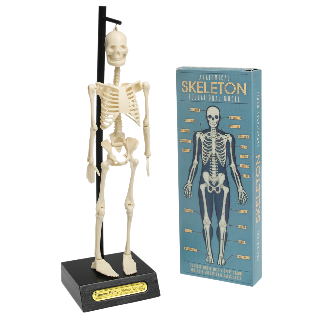 Rex London - Anatomisch Skeletmodel
