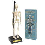 Rex London - Anatomisch Skeletmodel