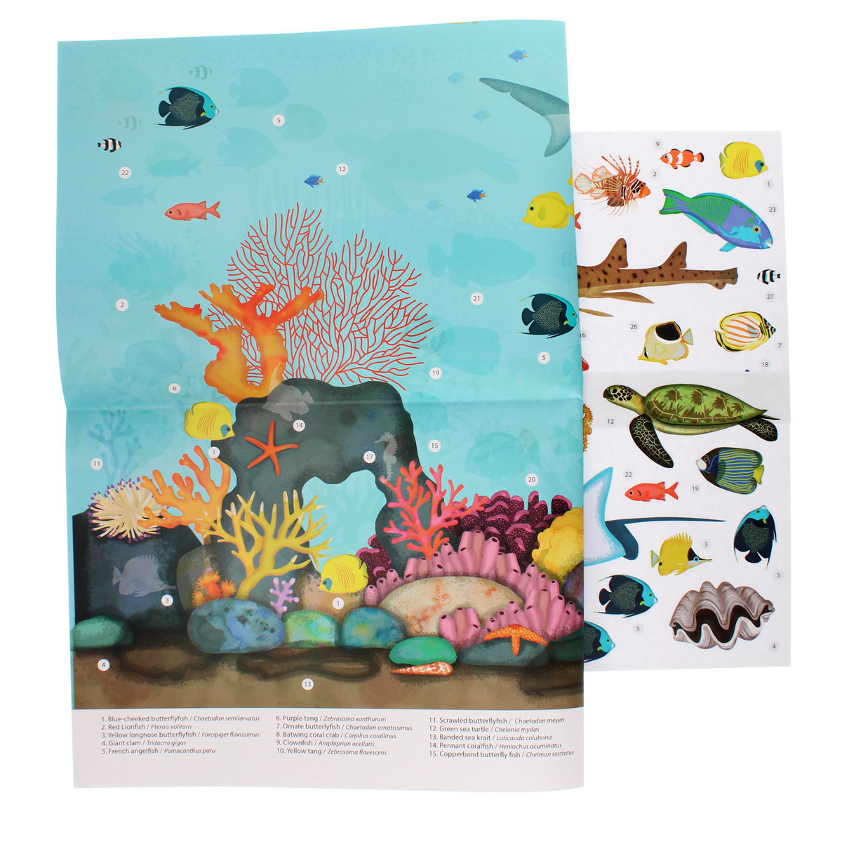 Rex London - Poster met herbruikbare stickers (50x70cm) Koraalrif
