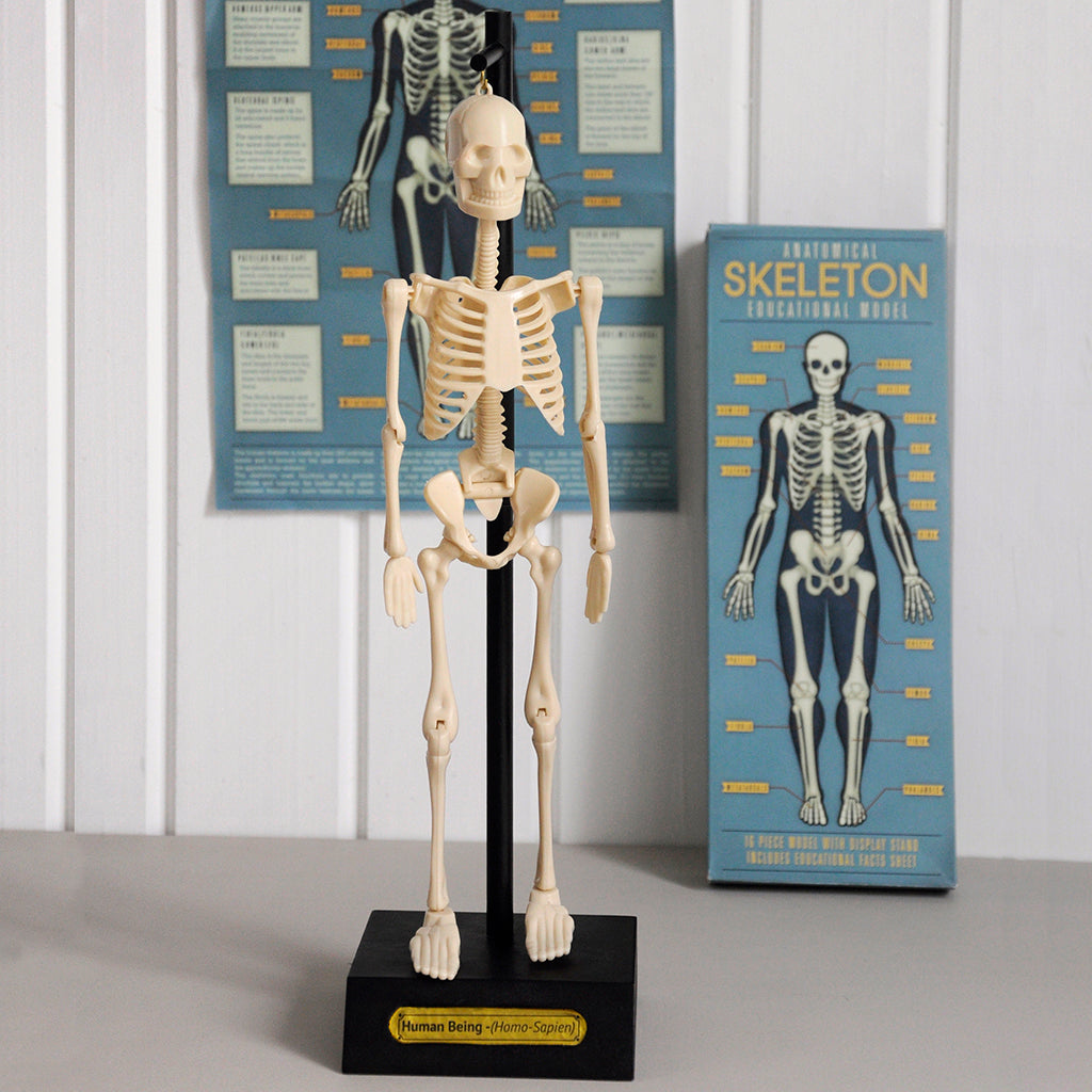 Rex London - Anatomisch Skeletmodel