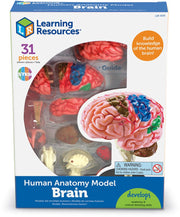 Learning Resources - Anatomie Model - Menselijk Brein