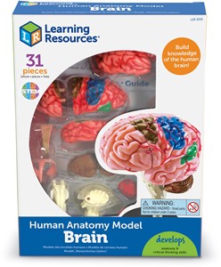 Learning Resources - Anatomie Model - Menselijk Brein