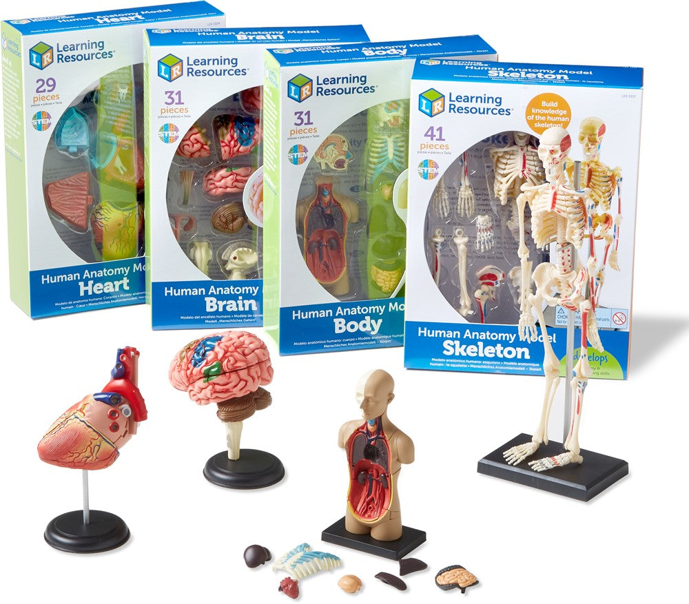 Learning Resources - Anatomie Modellen Bundel