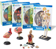 Learning Resources - Anatomie Modellen Bundel