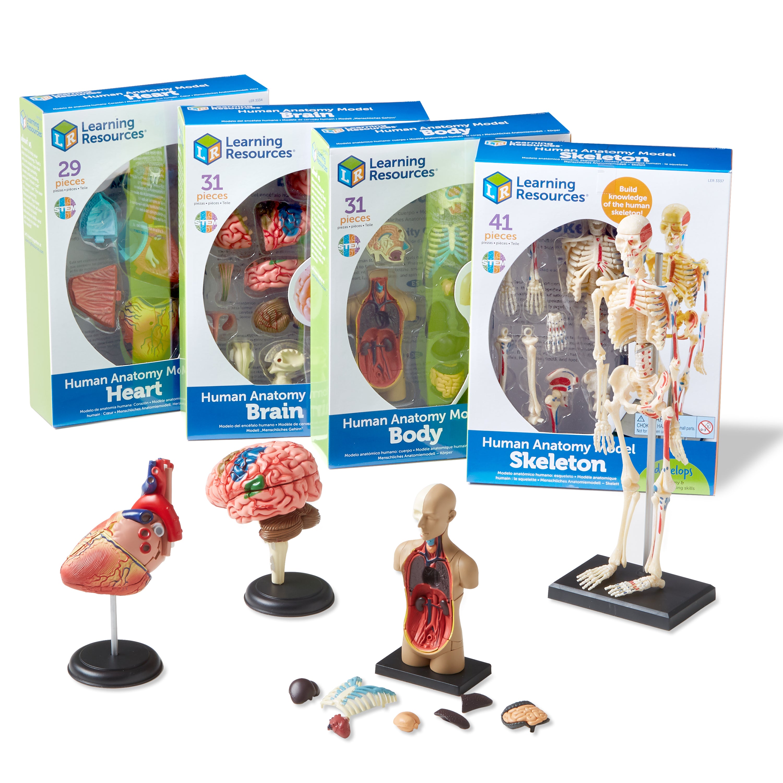 Learning Resources - Anatomie Modellen Bundel