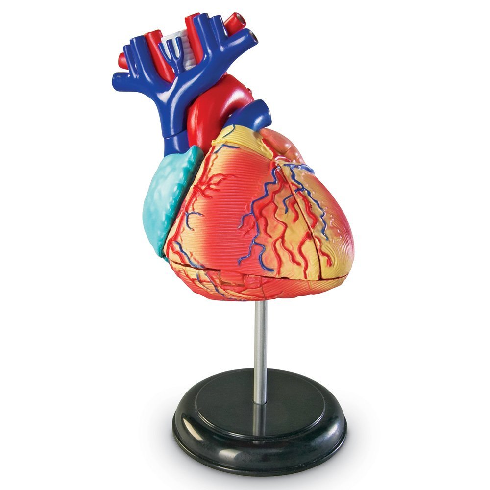 Learning Resources - Anatomie Model Hart