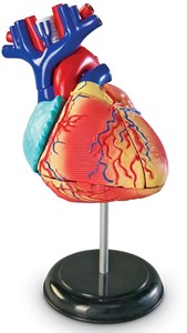 Learning Resources - Anatomie Model Hart