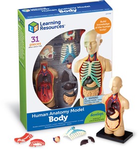 Learning Resources - Anatomiemodel Menselijk Lichaam