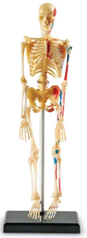 Learning Resources - Anatomie Model - Skelet