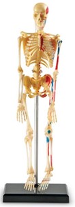 Learning Resources - Anatomie Model - Skelet