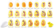 Learning Resources - Kuiken Levenscyclus Ontdekset