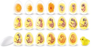 Learning Resources - Kuiken Levenscyclus Ontdekset