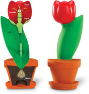 Learning Resources - Bloem Dwarsdoorsnede Model