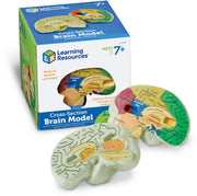 Learning Resources - Menselijk Breinmodel met Dwarsdoorsnede