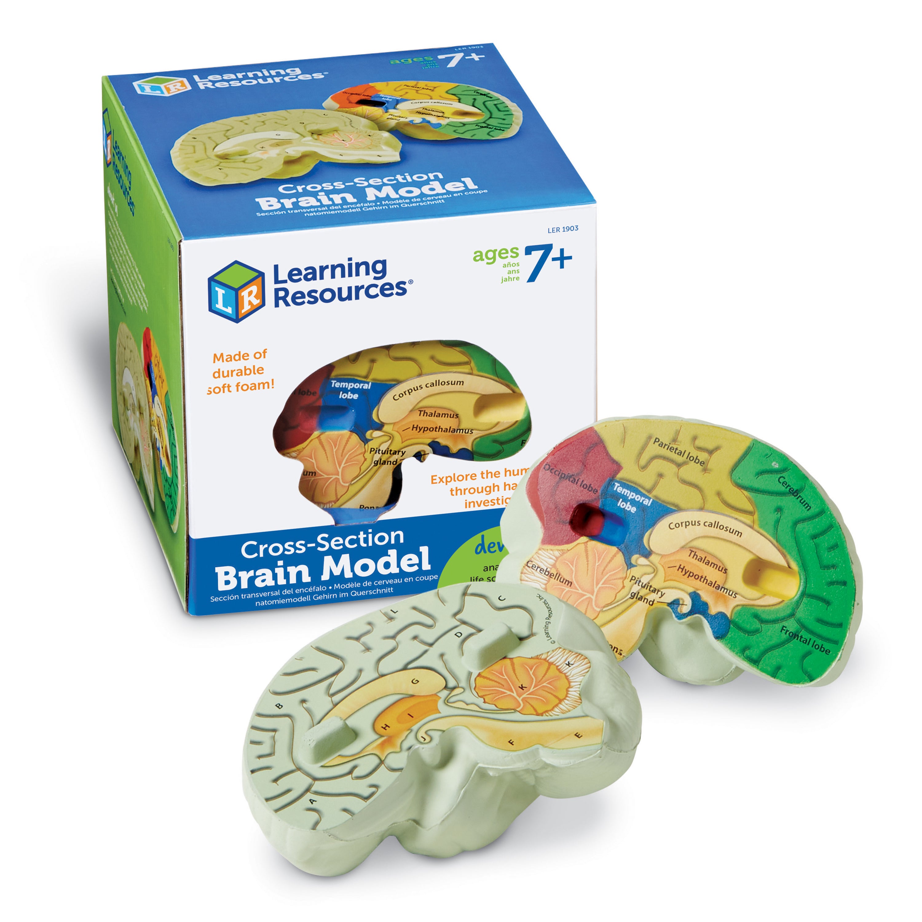 Learning Resources - Menselijk Breinmodel met Dwarsdoorsnede