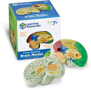 Learning Resources - Menselijk Breinmodel met Dwarsdoorsnede