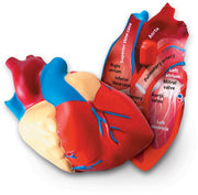 Learning Resources - Doorsnede Model Menselijk Hart