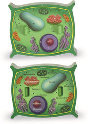 Learning Resources - Dwarsdoorsnede Plantencellen Model