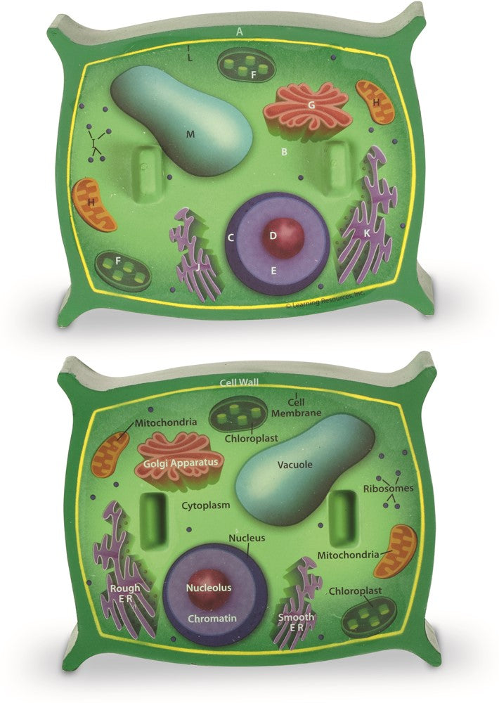 Learning Resources - Dwarsdoorsnede Plantencellen Model