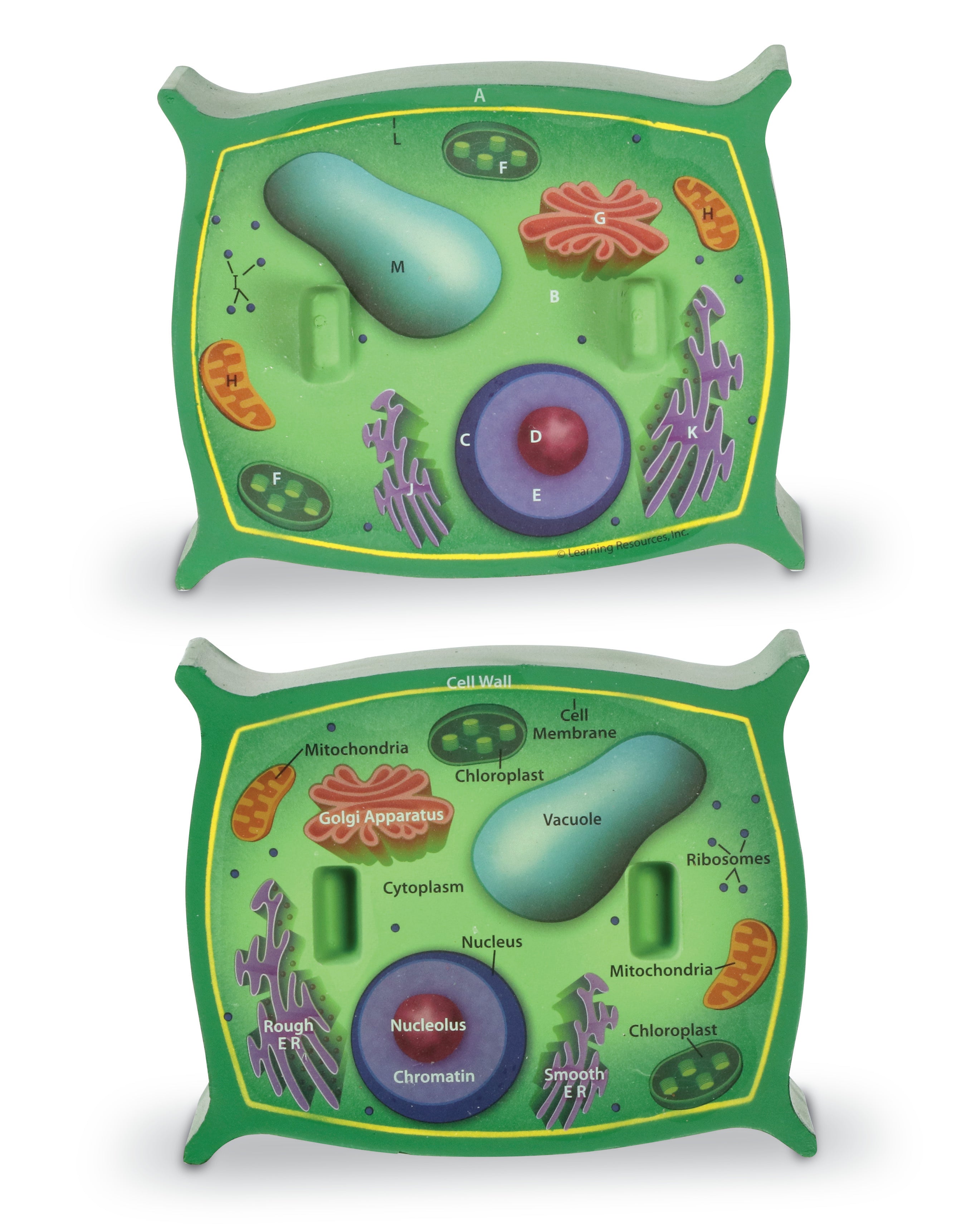 Learning Resources - Dwarsdoorsnede Plantencellen Model