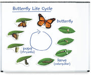 Learning Resources - Magnetische Levenscyclus Vlinder XXL
