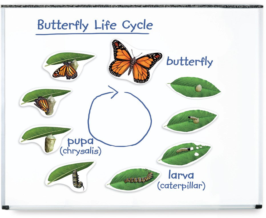Learning Resources - Magnetische Levenscyclus Vlinder XXL