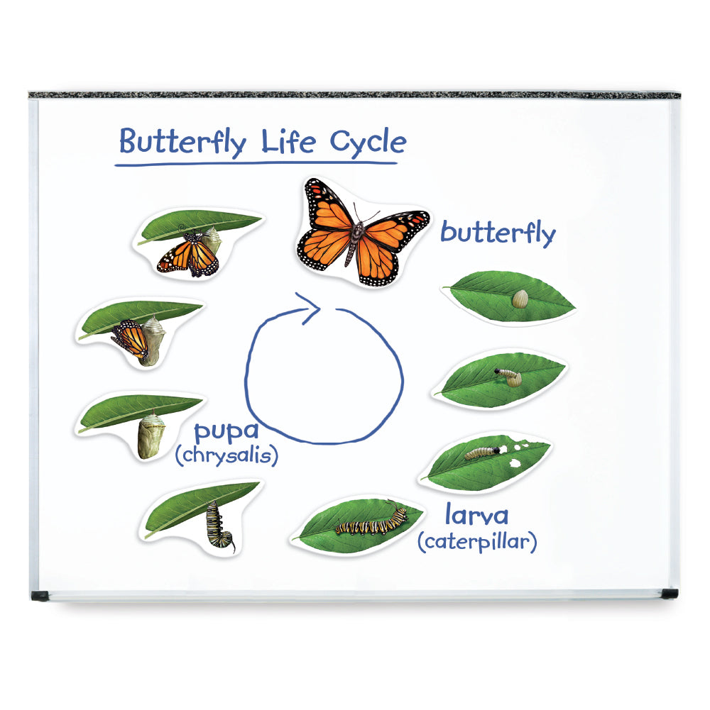 Learning Resources - Magnetische Levenscyclus Vlinder XXL