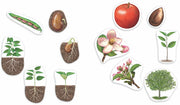Learning Resources - Magnetische Levenscyclus van een Plant - Extra Groot