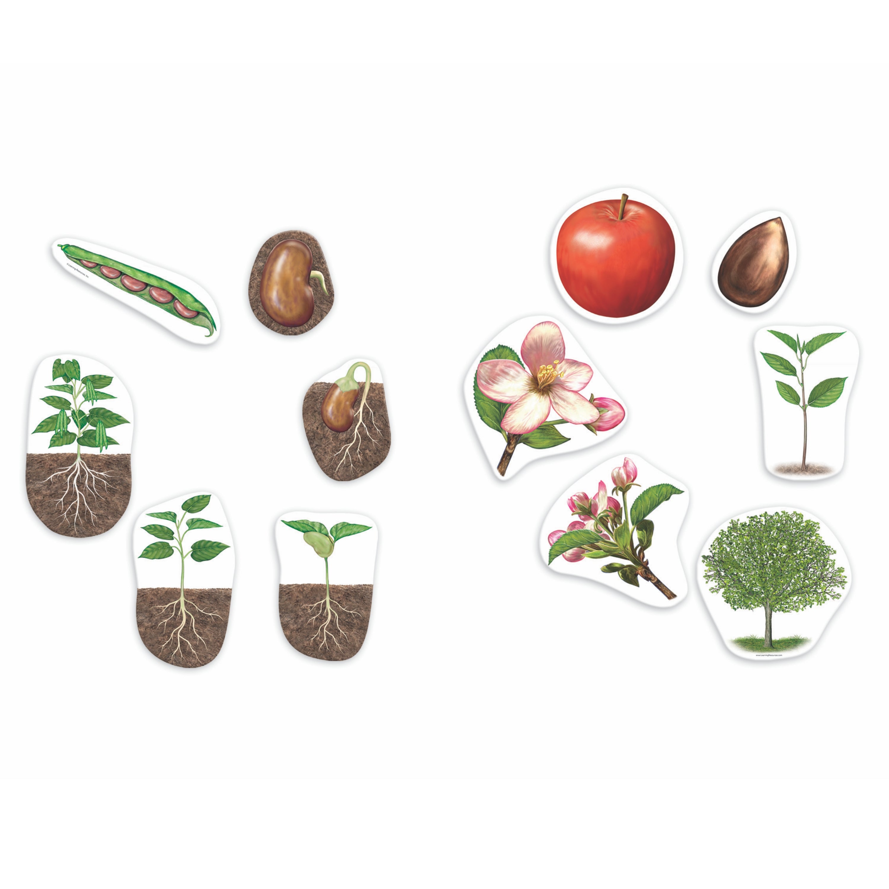 Learning Resources - Magnetische Levenscyclus van een Plant - Extra Groot