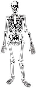 Learning Resources - Skelet Schuim Vloerpuzzel