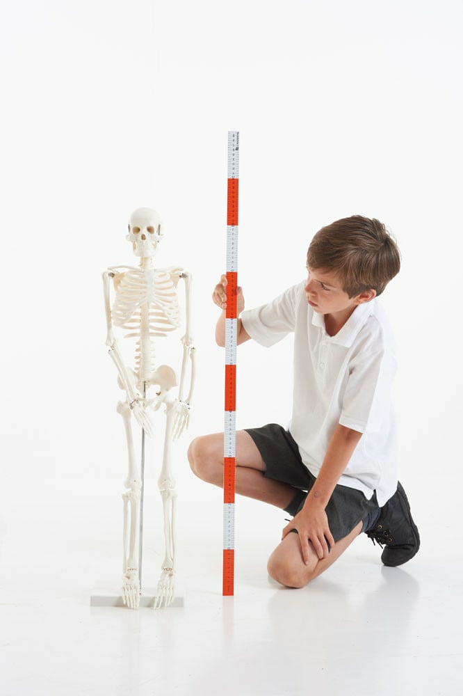 TickiT - Halfschaal Skelet