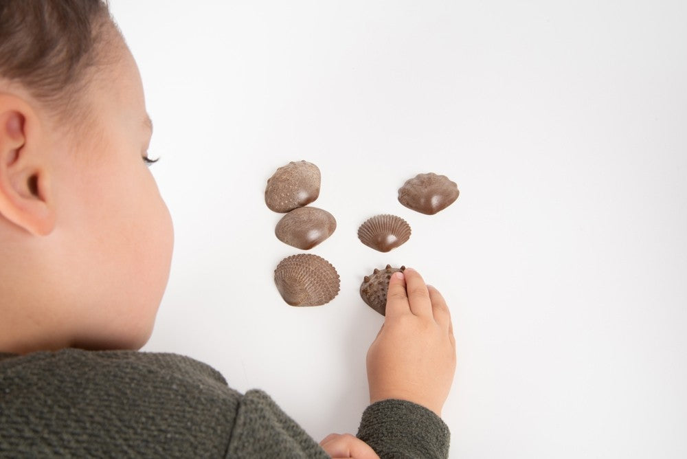 EDX - Eco sensorische schelpen (36 stuks)