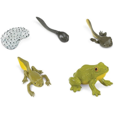 Speelfiguren Levenscyclus Kikker - Safari Ltd 5 stuks
