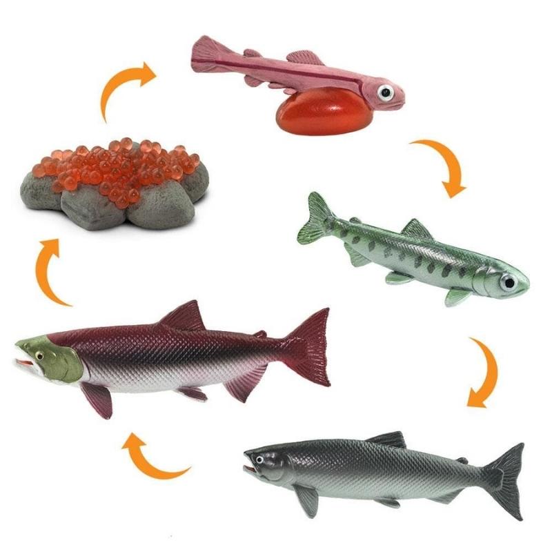 Speelfiguren Levenscyclus Zalm - Safari Ltd 5 stuks