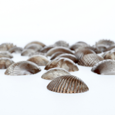 EDX - Eco sensorische schelpen (36 stuks)