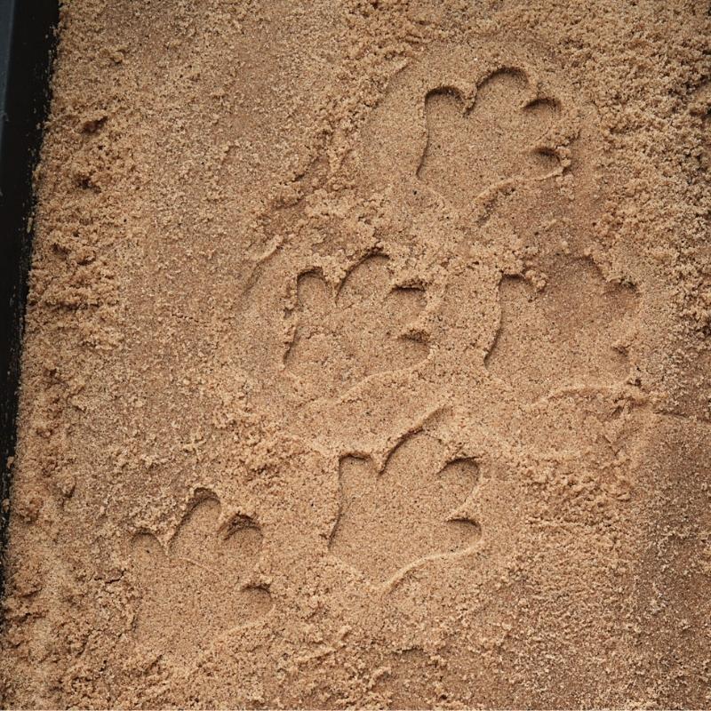 Safari Stempel Stenen dubbelzijdig (8 stuks) - Yellow Door