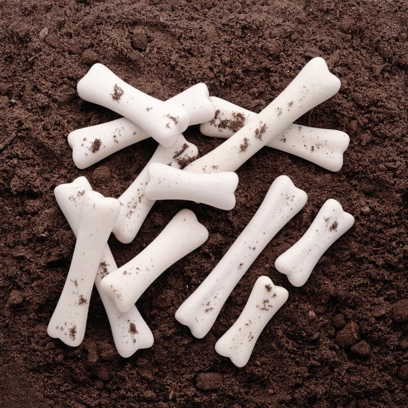 Dinosaurus Botten (steen) 12 stuks - Yellow Door